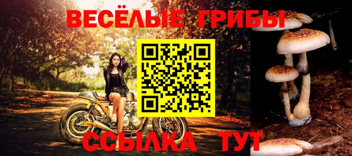 Псилоцибиновые грибы прущие грибы  Псилоцибиновые грибы мицелий  Кузнецк  Вход с VPN 